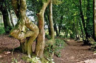 Mont-Beuvray. Queules. Photo Alain Doire