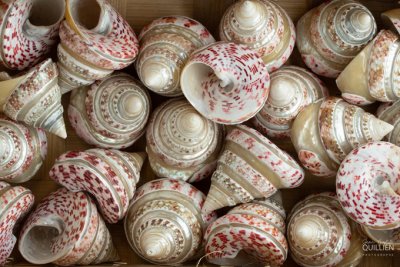 Coquillages Troca